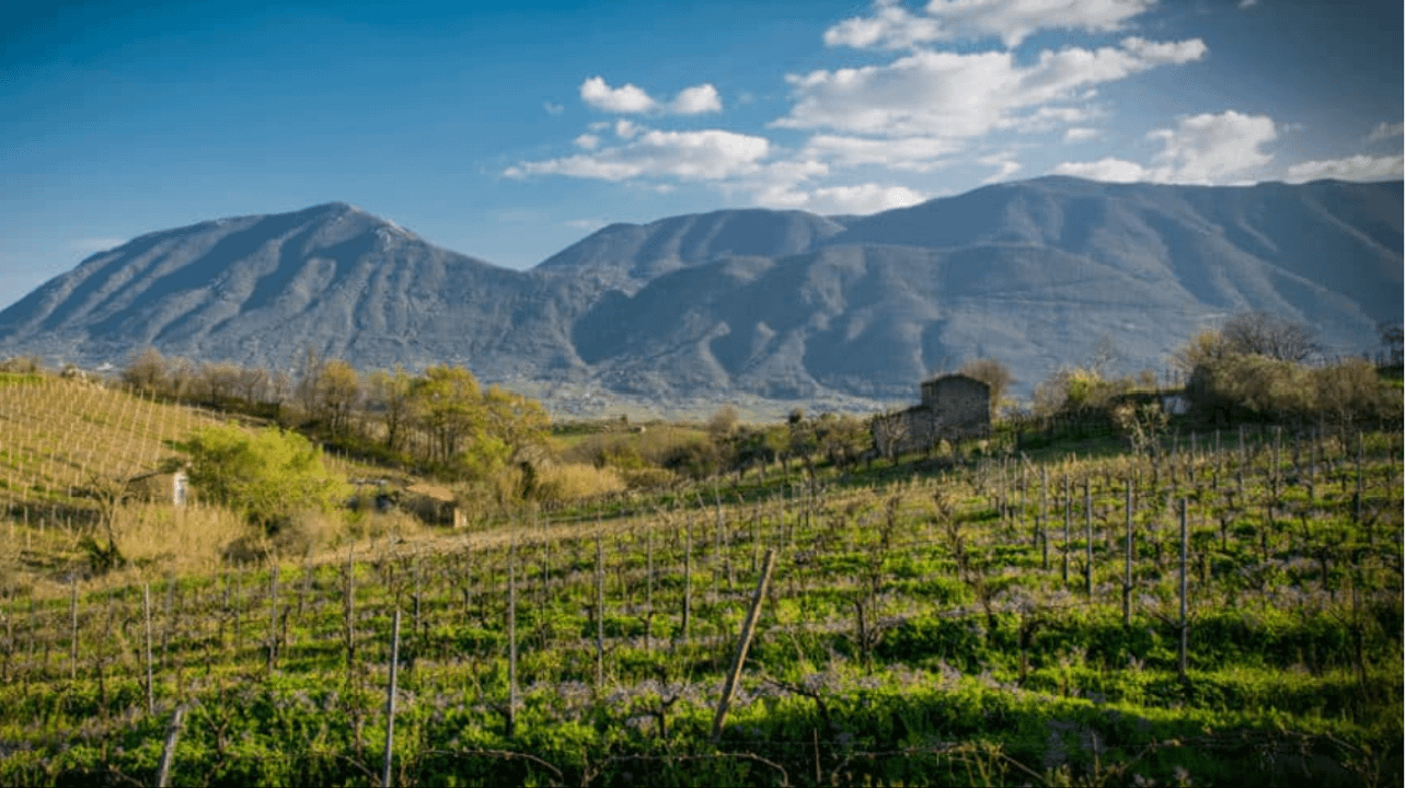 Campania Wine Journey: Tasting & Vineyard Tour
