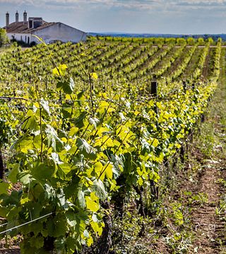 Cata de vinos Gama Dez Tostões