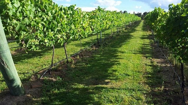 Degustazione di vini e tour presso la Sutton Forest Estate Wines