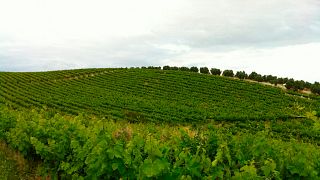Weinprobe und Führung bei Bodegas Robles