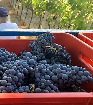 Degustazione e tour di vini alla Cantina Bastianelli