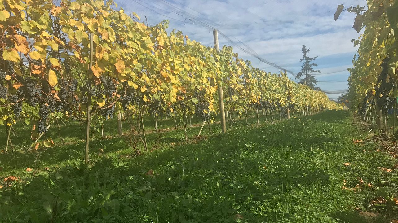 Degustazione e visita al Marchetto