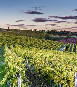 Cattunar Winery