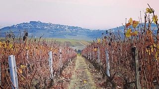 Degustação de vinhos, piquenique e passeio no Vincent Grall Vigneron