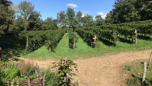 Private Chianti with Lunch Half Day from Florence