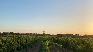 70 Winery: A Family Legacy of Winemaking