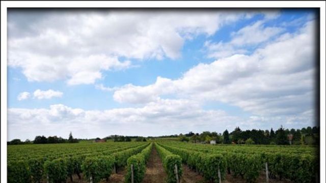 Esperienze di degustazione di vini presso Earl Domaine Nicolas Brunet