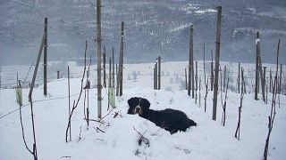 Lombardy’s Valtellina Wine & History Escape