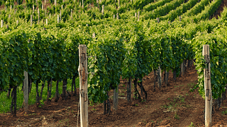 Dégustation de vins et visite chez Mad Wine