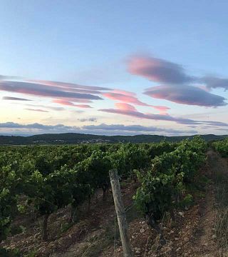 Neleman Organic Vineyards