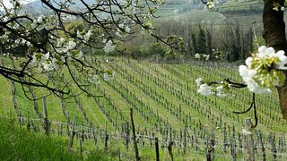 Cata de vinos y visita a la Bodega Ecológica Emeran Reya