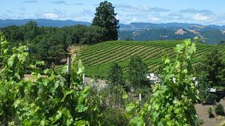 Degustazione di vini e tour presso BobDog Wines