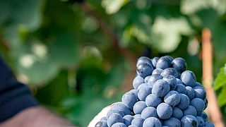 Domaine RABOLY