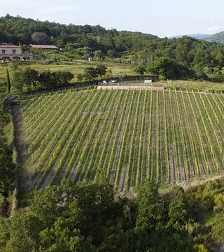 Adoptera en vinrad i Tenuta Vignanova 