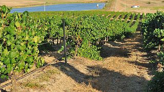 Herdade da Ajuda Nova Winery
