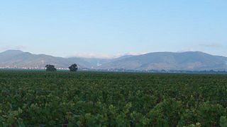 Dégustation et visite de vins biodynamiques chez Etienne Simonis
