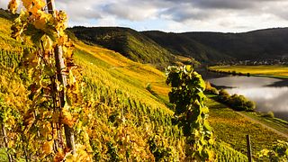 Mosel Vineyard Hike & Virtual Wine Journey