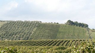 Degustazione di vini e tour alla Tenuta Talamonti