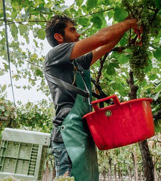 Dégustation et visite de vins classiques chez Sacco Vignaioli Apuli