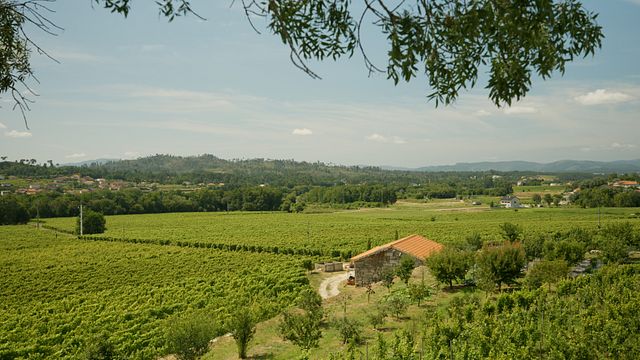Descubra la experiencia y el recorrido del vino 
