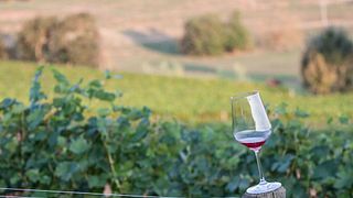 Piedmont Wine & Cellar Tour at Alemat Winery