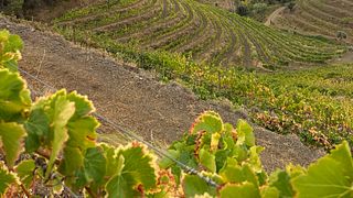 Ruta del vino individual por las mejores bodegas del Priorat