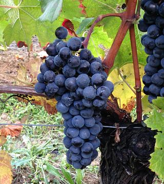 Cata de vinos y visita al Château De l'Hurbe