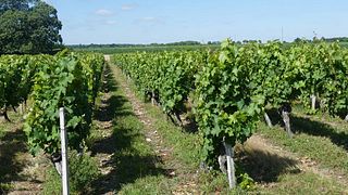 Loire Valley Vineyard Stroll & Anjou Wine Tasting