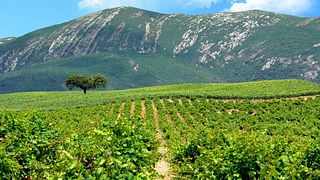 Prova de Vinhos Icónica na Casa Mãe Da Rota De Vinhos