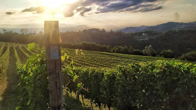 Dégustation de vins et visite des Poderi Roccanera