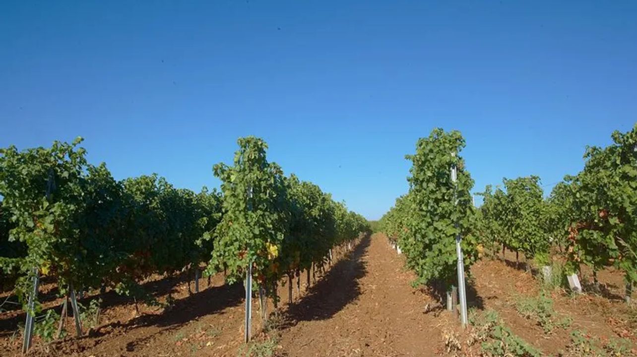 Vinsafari i Edoardo Miroglio Winery