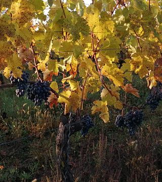 Planina Borház Winery