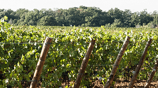 Walk a Tuscan Vineyard & Taste Bolgheri Wines