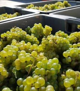 Degustazione di vini e tour allo Champagne Yveline Prat