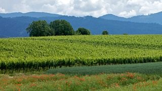 Dégustation de vins et visite au Weingut Zähringer