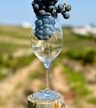 Tejo Vineyard Walk & Wine Tasting at Quinta do Sampayo
