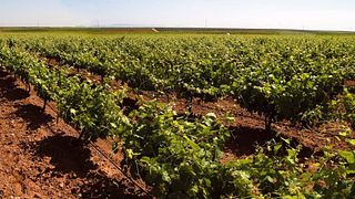 Bodegas Viticultores De Barros