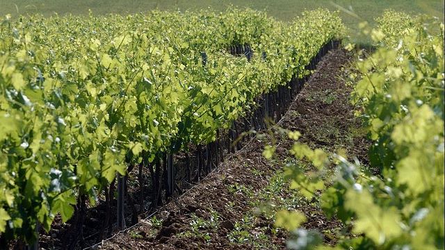 Domaine de la Mongestine