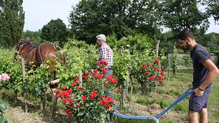 3-ekologisk vinprovning och rundtur på Château Vieux Mougnac