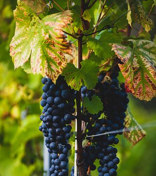 Cata de vinos en los viñedos de Novi