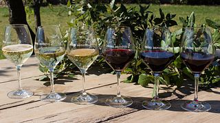 Catalonia's Terra Remota: 6 Wines, Endless Flavors