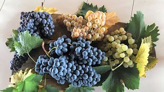 Cata de vinos y visita a la Bodega Livia Fontana