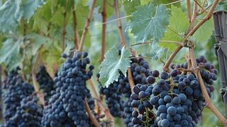 La Cantina Degli Abissi - Bisson Vini