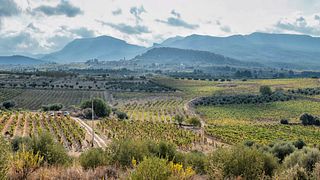 Degustazione in vigna, 5 vini / Bell Cros