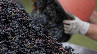 Discover Friuli’s Winemaking Traditions with 3 Local Wines