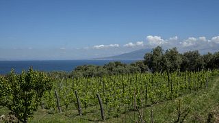 Cata de vinos y visita a viñedos