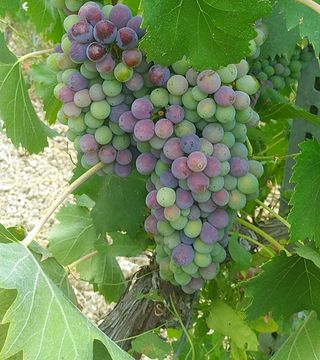 Cata de vinos y visita guiada en Azienda Agricola Montaioncino
