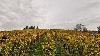 Lendwines