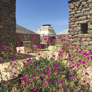 Dégustation de vins et visite du Clos De Tres Cantos