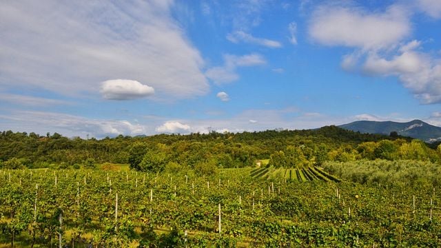Vinprovningsupplevelse på Podere dei Folli